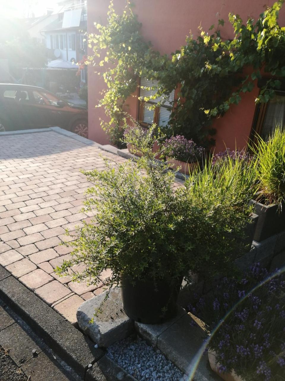 Haus Meersburg Rebe Kültér fotó